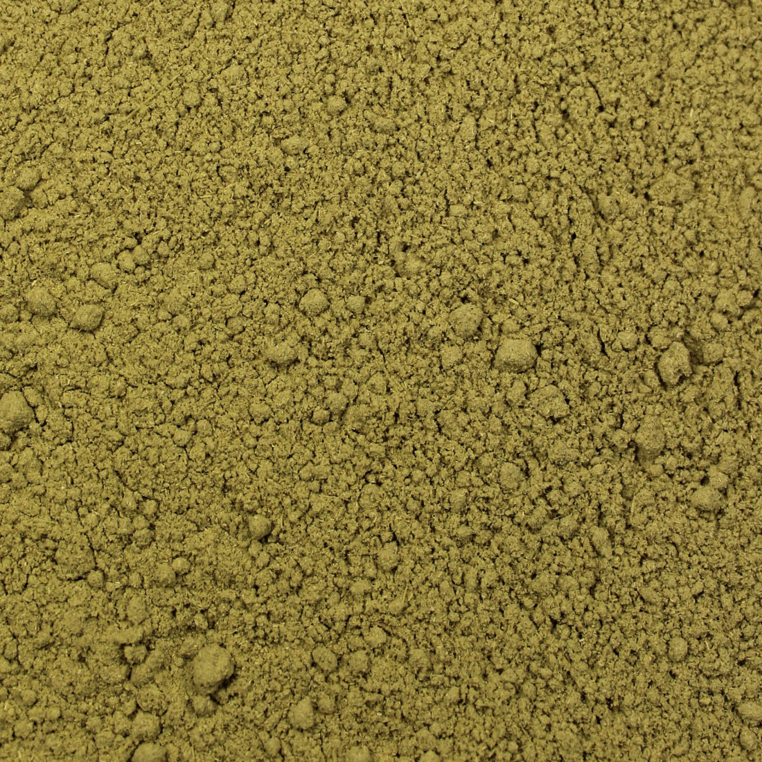 Alfalfa (Lucerna siata)