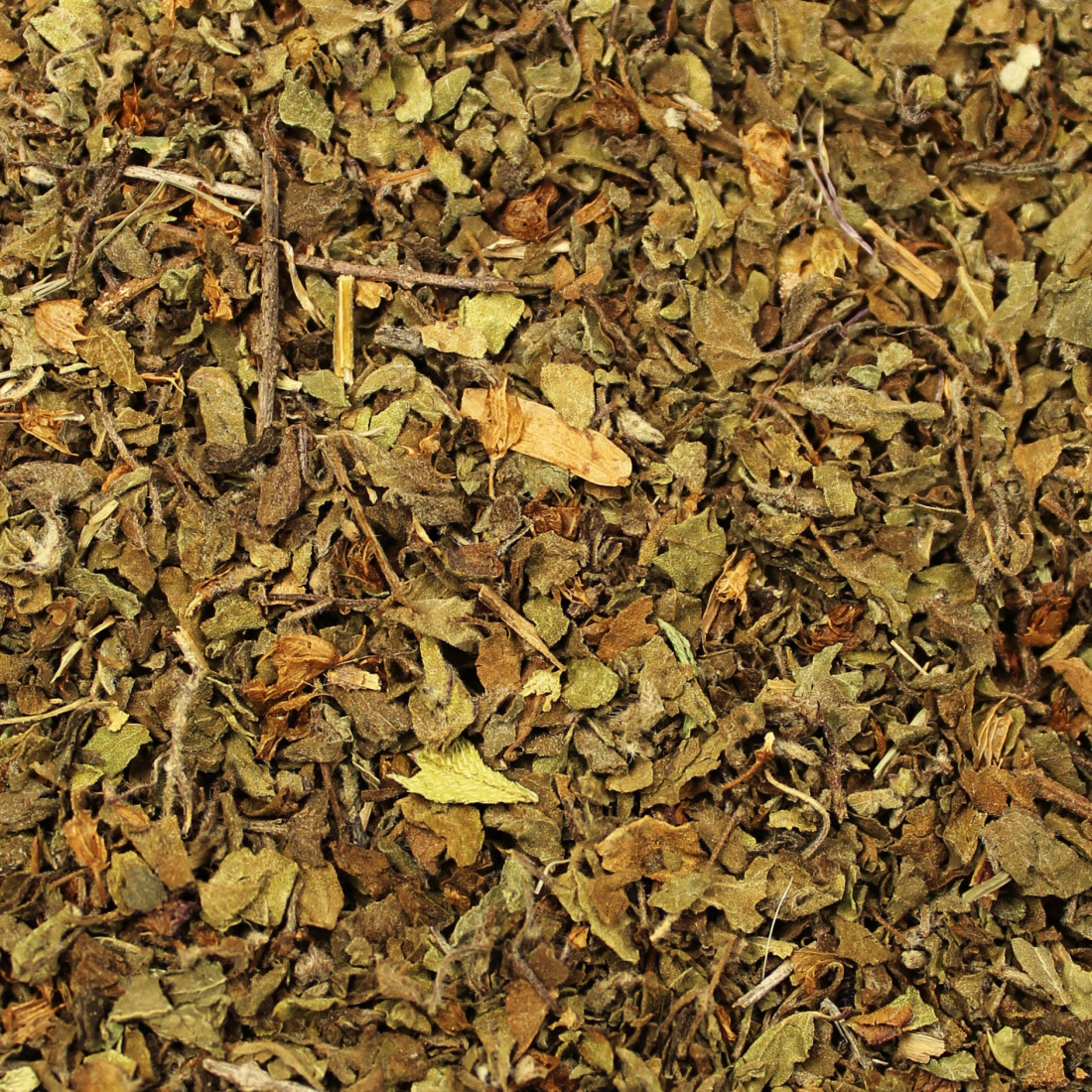 Bazalka posvätná (Tulsi)