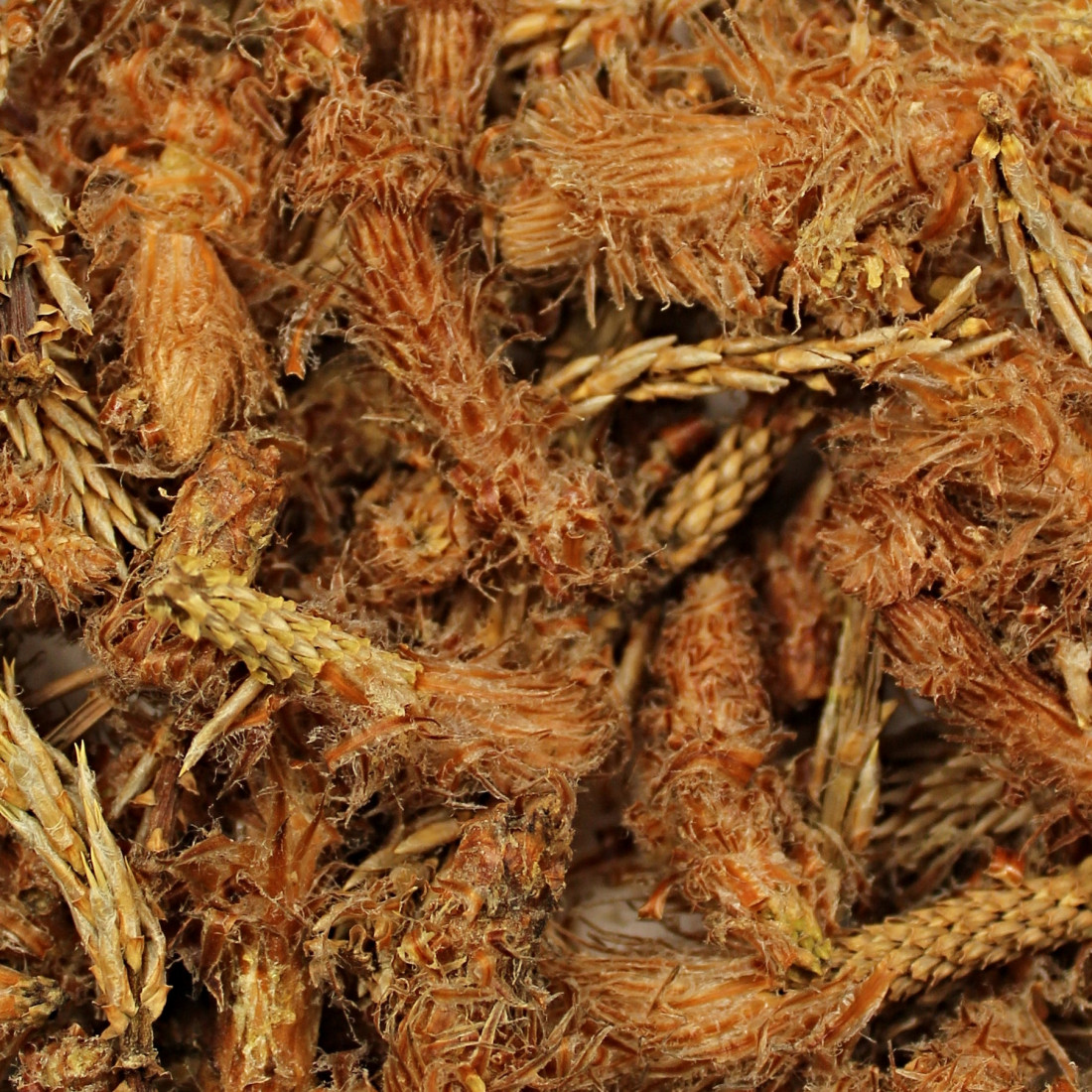 Borovica lesná BIO