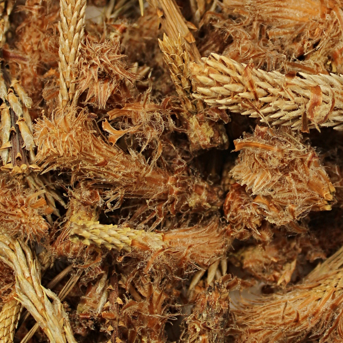 Borovica lesná