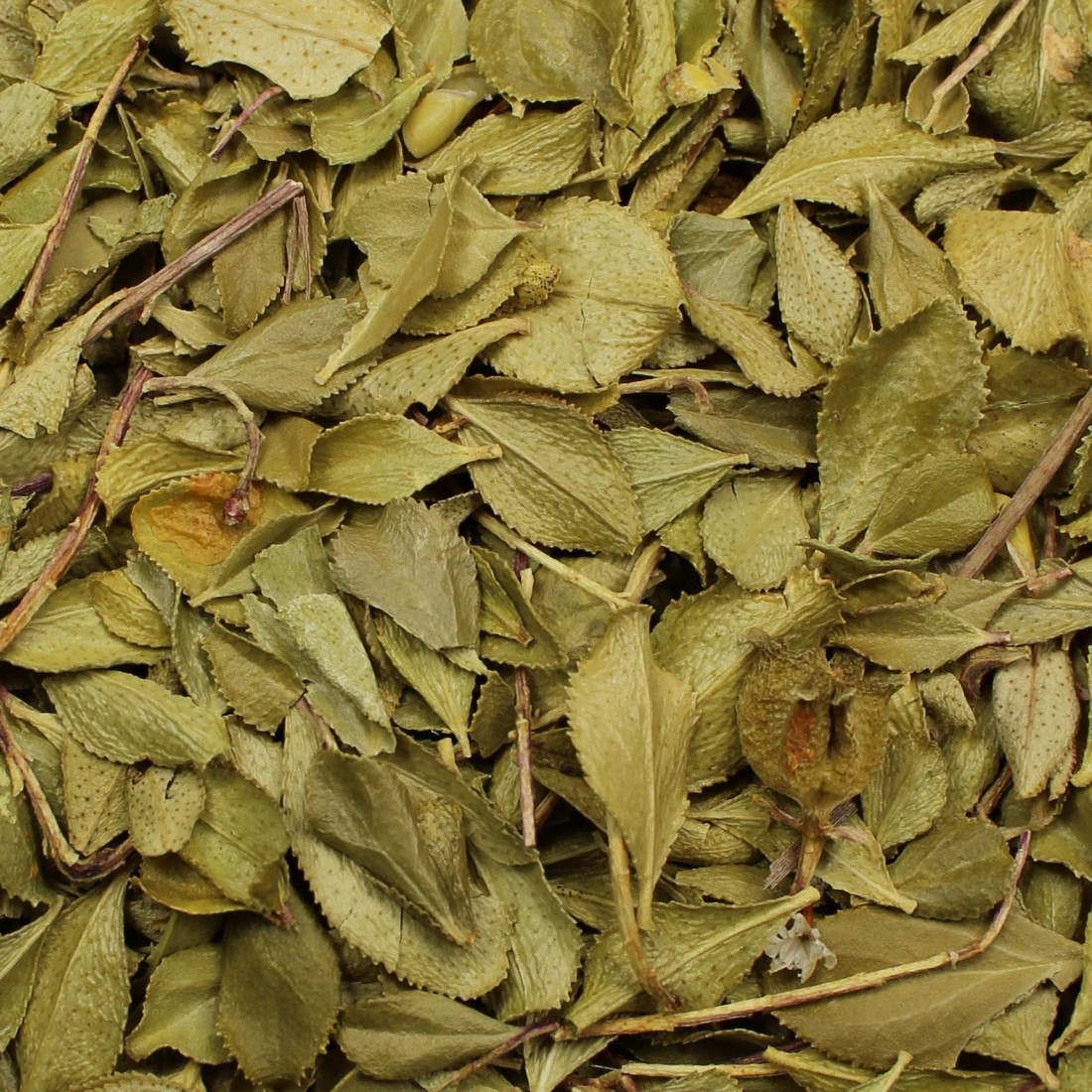 Buko brezové