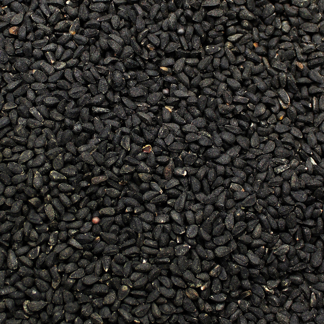 Černuška siata (Čierna rasca, Nigella)

