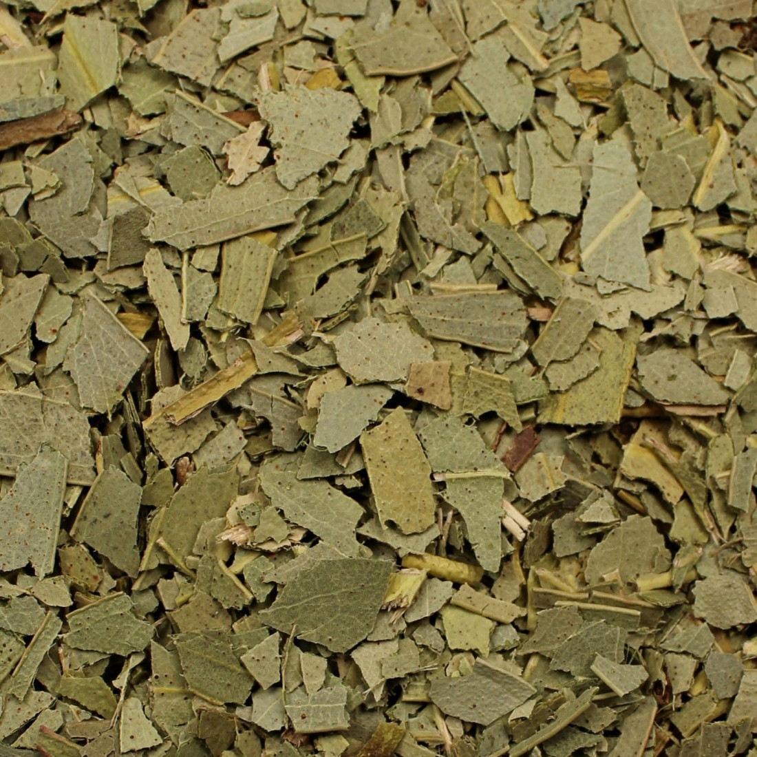 Eukalyptus guľatoplodý