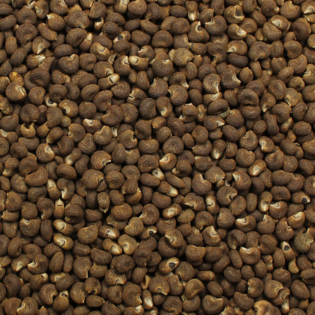 Ibištek pižmový (Pižmové zrná, Moschus)