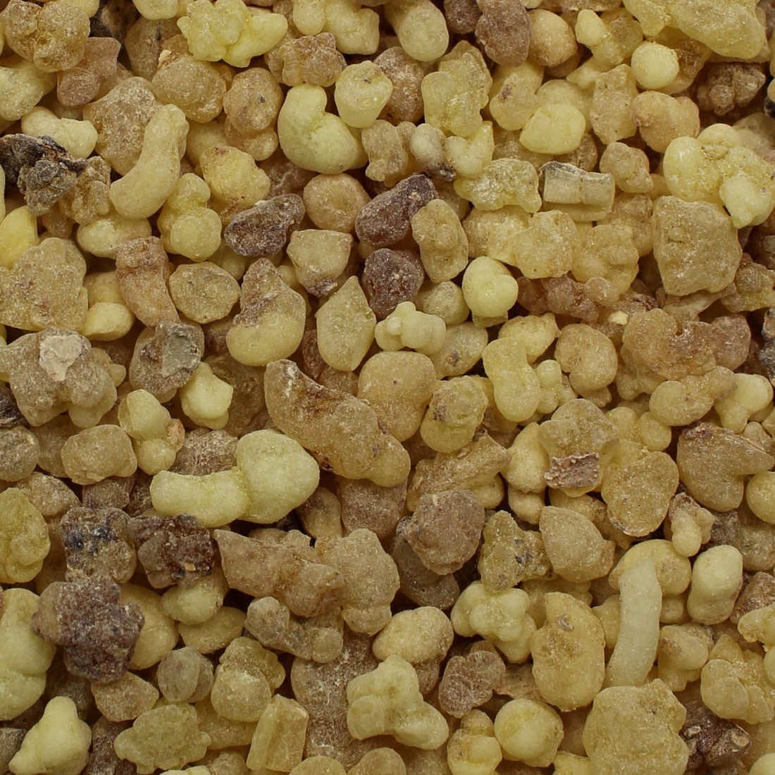 Kadidlo (Kadidlovník posvätný)