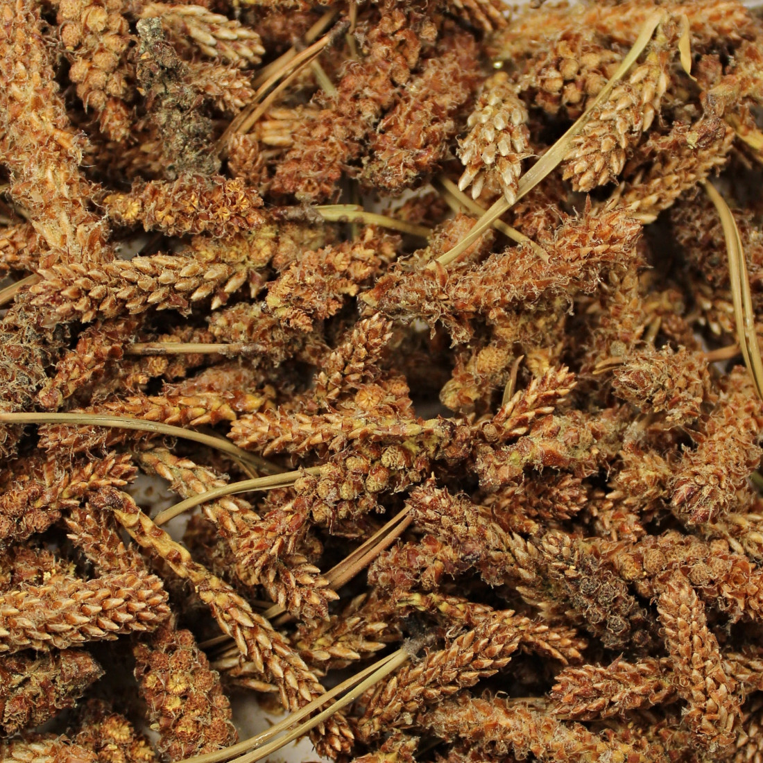 Kosodrevina (Borovica horská)