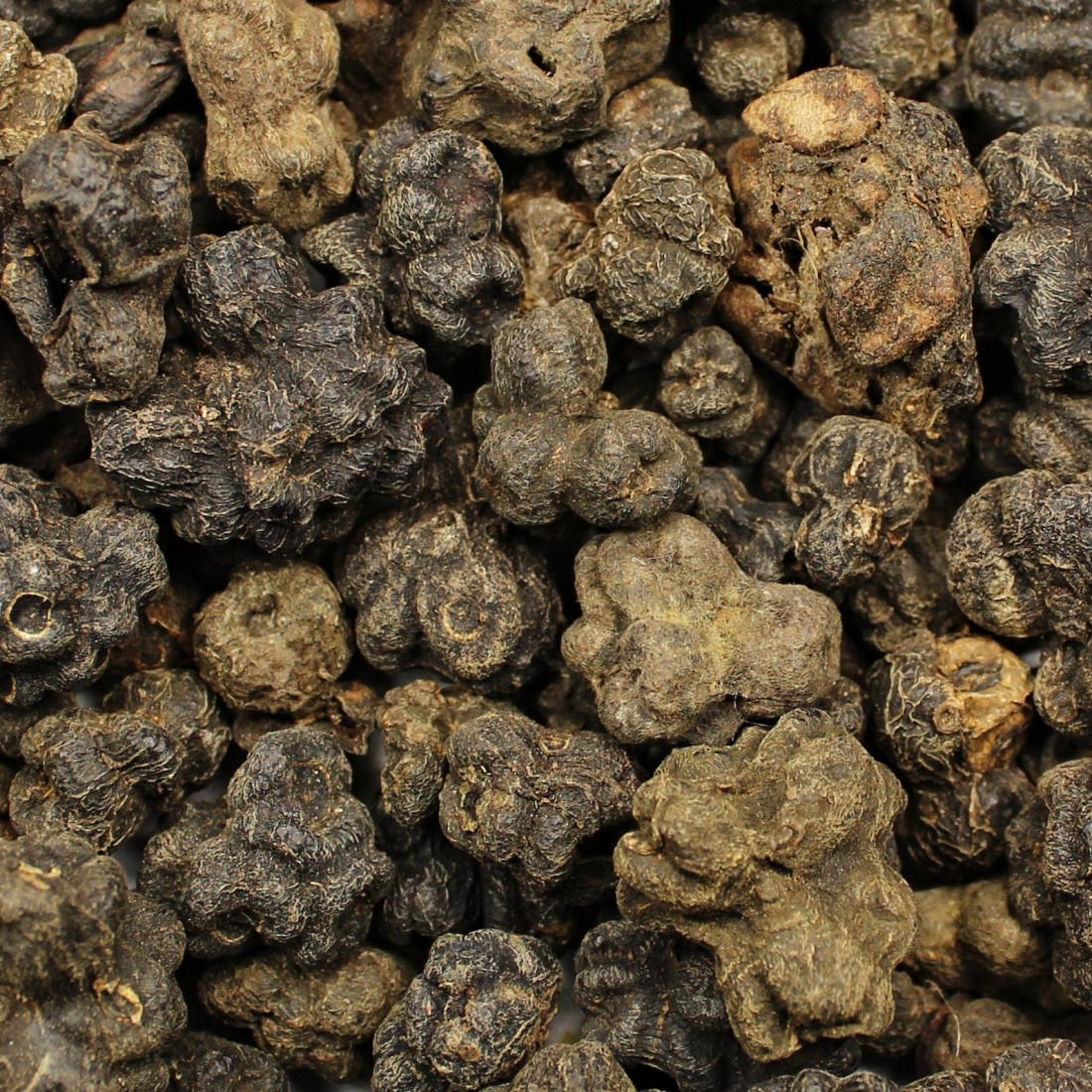 Noni (Moruša indická)