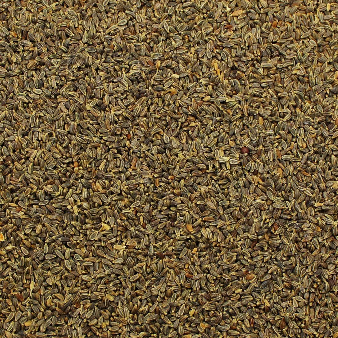 Parasca špáradlová (Khella)