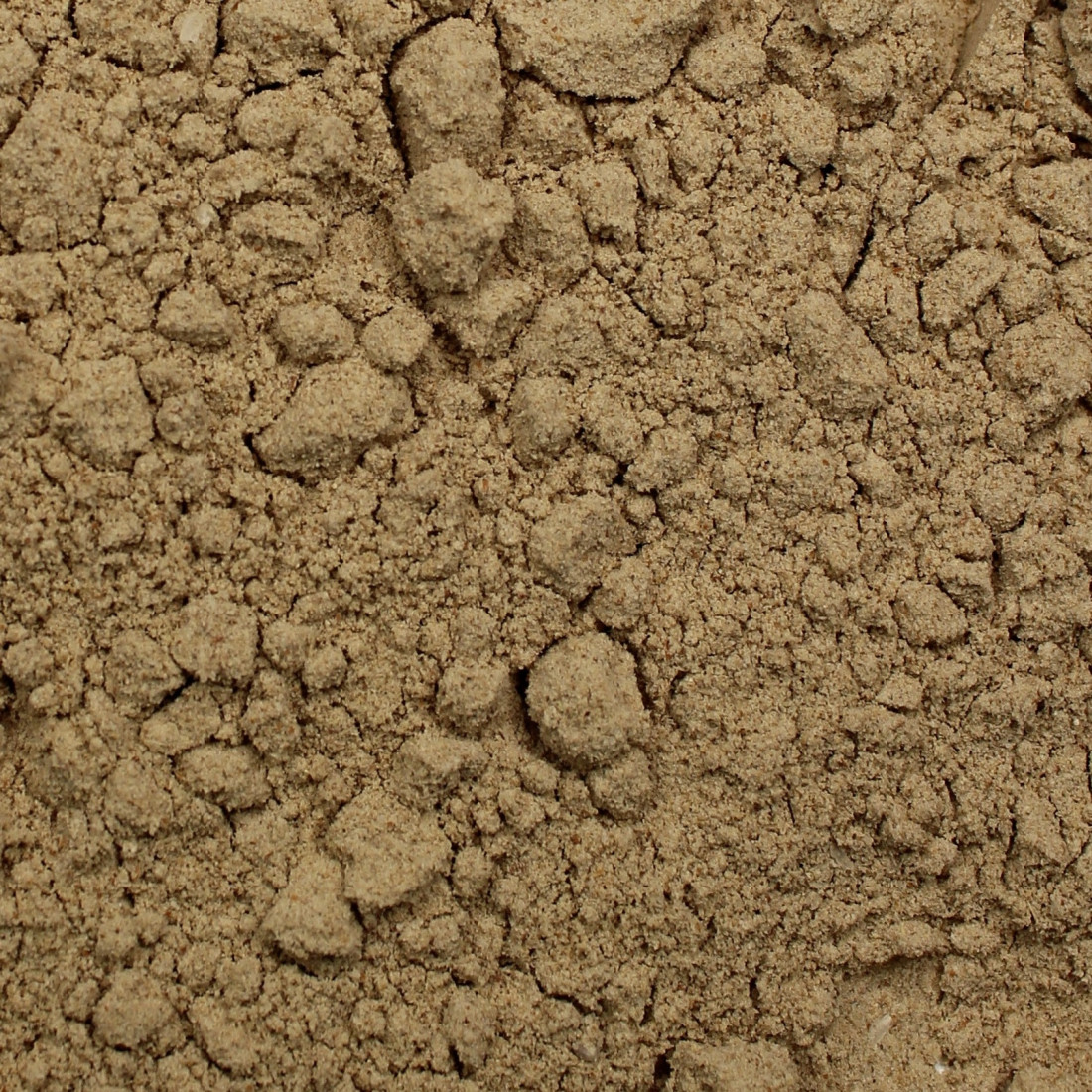 Psyllium biele (Skorocel indický)