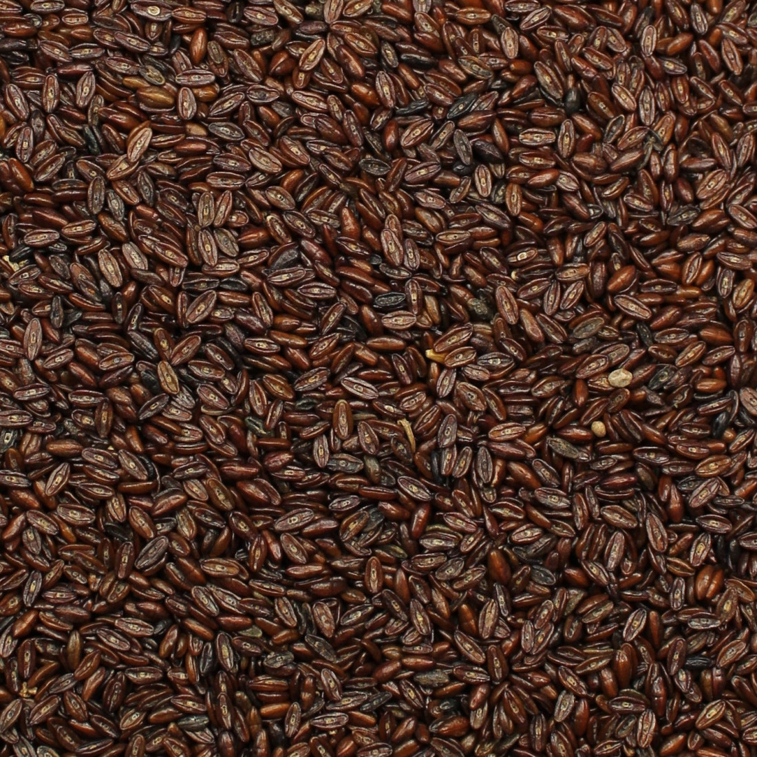 Psyllium čierne