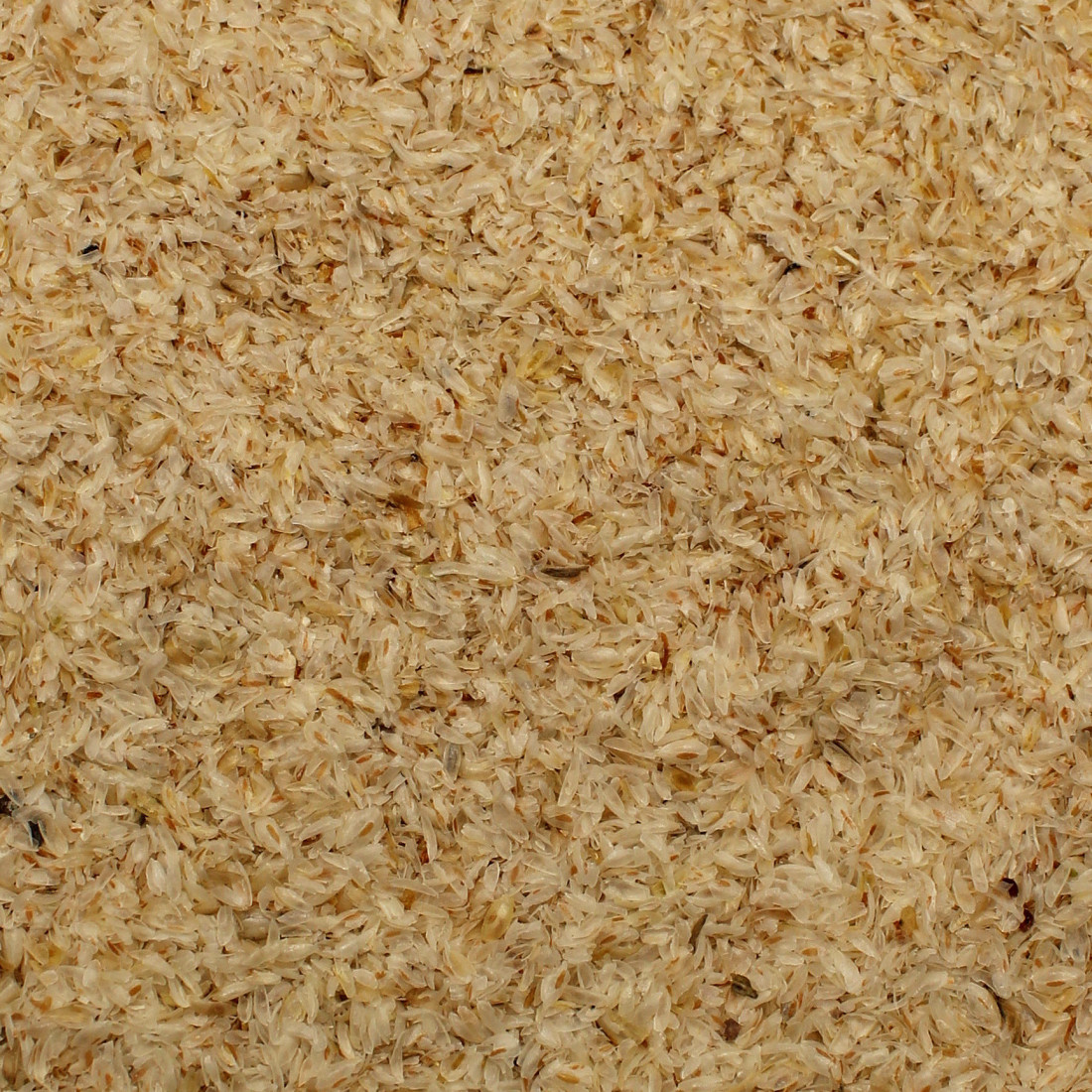 Psyllium (Skorocel indický)