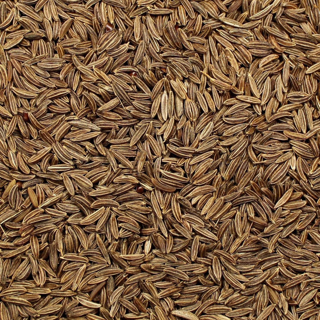 Rasca lúčna