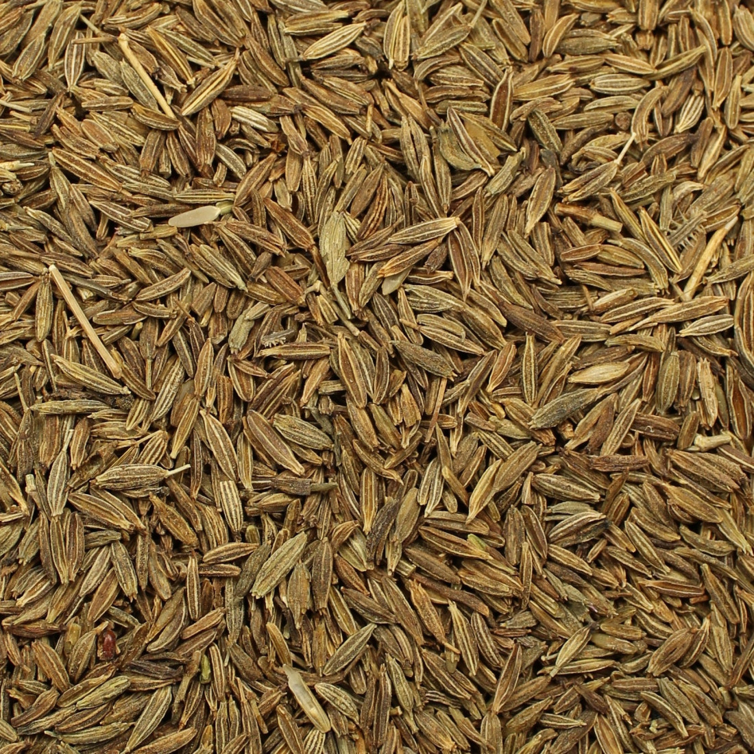 Rímska rasca (Kumín)