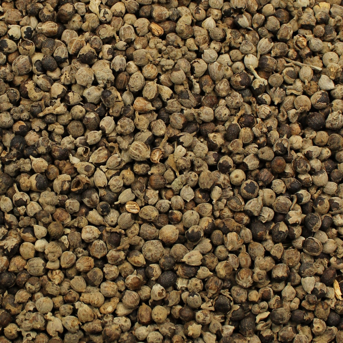 Vitex jahňací (Drmek obyčajný)