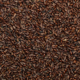 Psyllium čierne