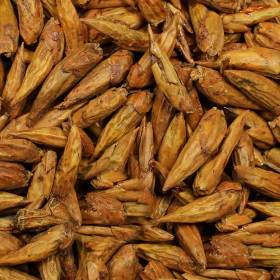 Topoľ BIO
