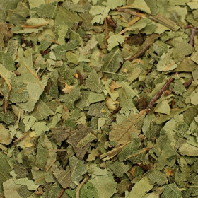 Breza previsnutá