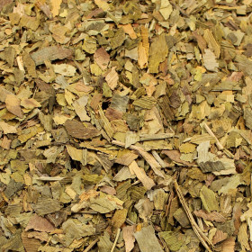 Ginko dvojlaločné