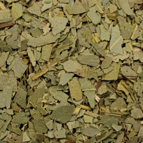 Eukalyptus guľatoplodý