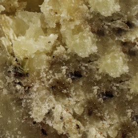 Elemi (Kanárnik luzónsky)
