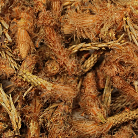 Borovica lesná BIO
