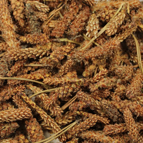 Kosodrevina (Borovica horská)